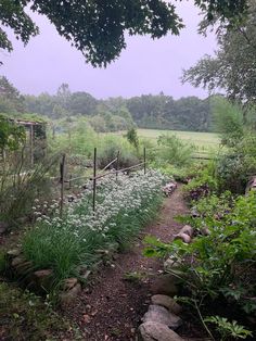 a path in the middle of a lush green field with white flowers and plants on either side