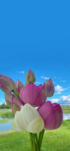 pink and white tulips in front of a blue sky with green grass on the other side