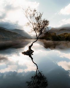 a lone tree is reflected in the still waters of a lake with mountains in the background