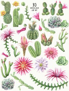 Watercolor flowering cacti. by Maryna on @creativemarket Doodle, Cactus With Pink Flowers, Watercolor Cactus
