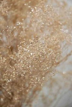 an image of baby's breath doesn't have to look like the cheapest flower option
