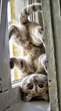 a cat laying on its back in front of a window with it's paws hanging out
