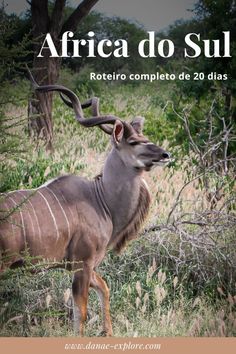 an antelope standing in tall grass with the words africa do sul written above it