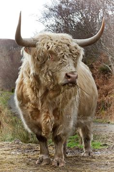 an animal with large horns standing on a dirt road