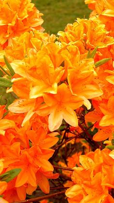 bright orange flowers are blooming in the garden