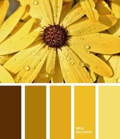 Yellow flower hues Colour Palette 190521 , color palette , yellow and brown #color flower inspired Colour Palettes, Ikea, Color Palette Yellow, Teal Color Palette, Color Palettes