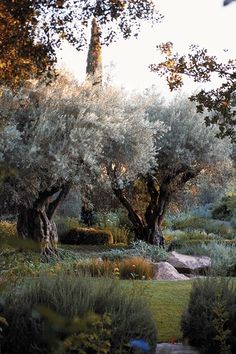 an olive grove with trees and bushes in the foreground