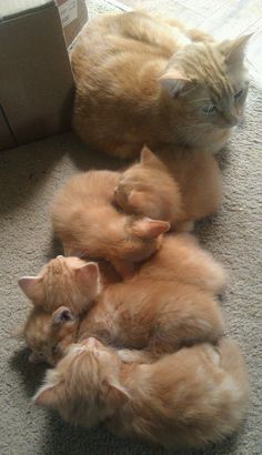 three kittens are curled up on the floor and one is laying down with it's head on its back