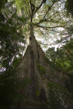 looking up into the canopy of a large tree in a tropical forest with lush green foliage