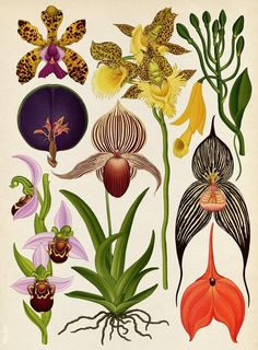Nature Illustrations, Butterflies, Daisy, Art Prints