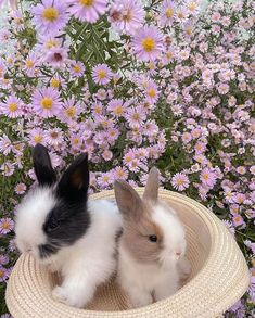 two small rabbits sitting in a basket next to some purple and white flowers on the ground