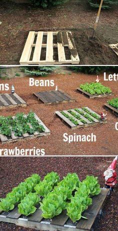 the different stages of growing lettuce from seed to plant in an outdoor garden