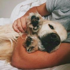 -if you love me save this pin ♡ Labrador, Puppies, Furry Friend, Cute Dogs, Pup, Cute Puppies, Animais, Cute, Animaux