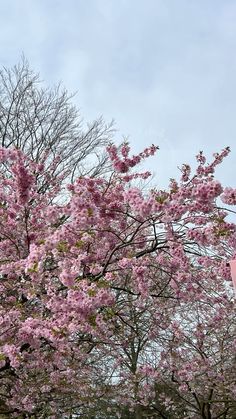 pink flowers are blooming on the trees