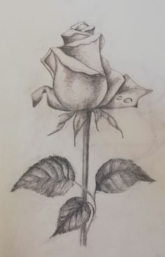 a pencil drawing of a rose with leaves