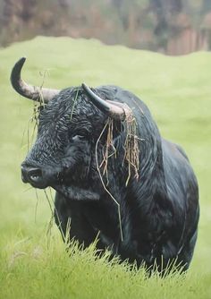 a black bull with horns standing in the grass