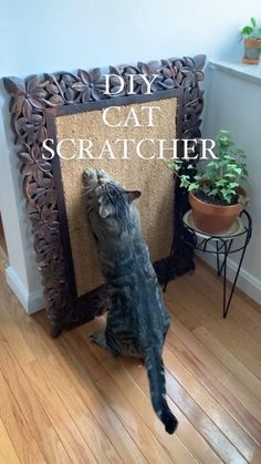 a cat standing on its hind legs in front of a mirror with the caption diy cat scratcher