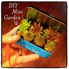 a hand holding a small blue container filled with succulents