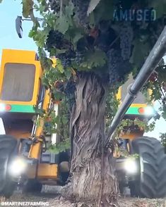 a tractor is parked next to a tree with grapes growing on it and behind it are two large tractors