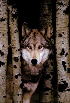 Labrador, Beautiful Wolves, Wolf Love, Wolf, Zorro, Malamute, Grey Wolf, Karhu, Wolf Spirit