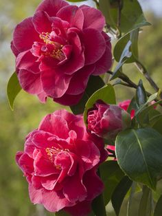 Camellia × williamsii 'William Carlyon' (U.K., 1973) Flora, Hibiscus, Rose Flower, All Flowers, Orchids, Bloemen