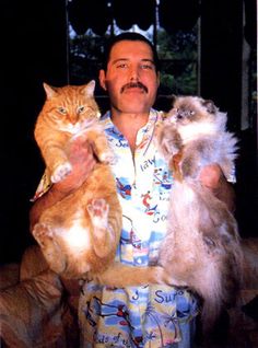 Freddy Mercury + cats