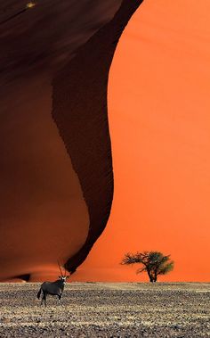 an antelope running through the desert in front of a large sand dune with a lone tree