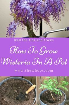 how to grow wisteria in a pot