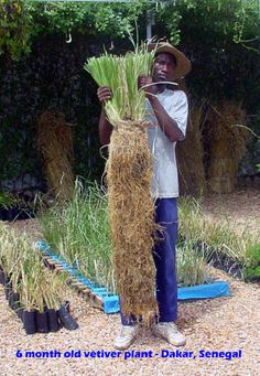A Vetiver Grass classic picture. The excavated roots of a six-month plant in Senegal. Natural Perfume, Fragrant Plant, Botanica, Hydroponics, Jardim, Permaculture Gardening, Erosion