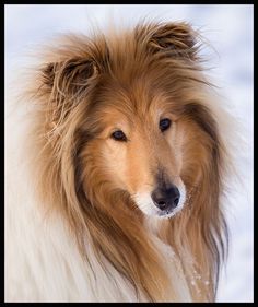 a brown and white dog with long hair standing in the snow looking at the camera
