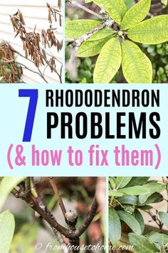 the 7 best rhododendron problems and how to fix them with pictures