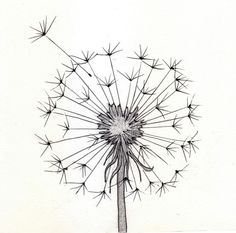 Dandelion Ink, Pencil Drawings, Plant Drawing, Drawing Sketches