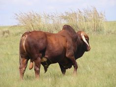 two brown cows standing in the middle of a grassy field
