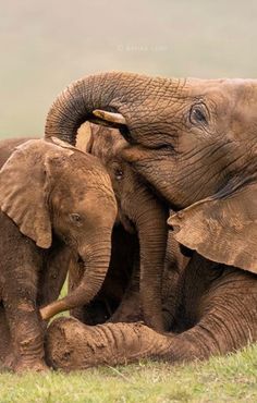 two elephants are standing next to each other in the grass and one elephant is laying down