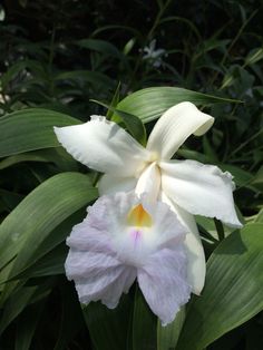 Orchid Gardening, Orchidaceae, Cattleya Orchid, Orchid Flower, Orchid Plants