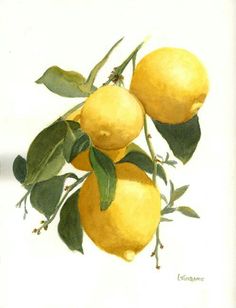 Lemons, Lemon Art, Lemon Painting, Lemon Watercolor, Zesty, Fruita, Fruit Painting, Fruit Art