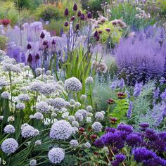 a garden filled with lots of purple and white flowers
