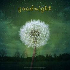 a dandelion with the words good night written in gold on it, against a green background