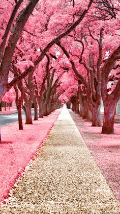 Let life take you where it wants you to go 👑✨😘🎀 Sakura Flower, Wallpaper, Noel, Hd Flowers, Fondos De Pantalla, Sanat, Love Wallpaper