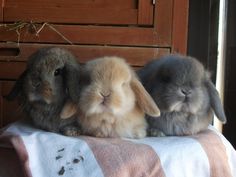 three small rabbits sitting on top of a blanket