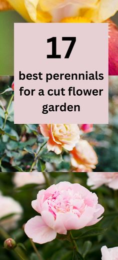 peonies, roses and irsies Terrarium, Spring Perennials, Perennial Flowers List, Full Sun Perennials