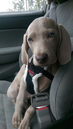 a dog sitting in the back seat of a car wearing a harness and looking at the camera