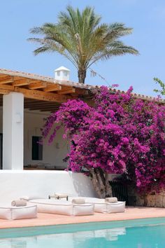 The pink flowers of a large bougainvillea tree contrast the whitewashed building. Pools, Outdoor Spaces, Hotel Ibiza, Hotel Restaurant, Secluded