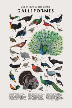 Illustrations Posters, Bird, Natural History, Fauna, Creatures, Art Print