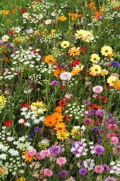 a field full of different colored flowers