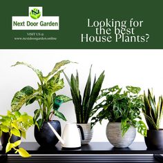 Invite nature into your home with these beautiful plants. 🪴 For more info about plants and how to help our community grow, visit us @ 🌐www.nextdoorgarden.online ☎️+61 423 092 354 📧 nxtdoorgarden@gmail.com #nextdoorgarden #houseplant #garden #hangingplants #iloveplants #plantoftheday #instaplant #plantstagram #plantlover #plantlife #plant #gardening #nature #neighborhood #flower #environtmental #sharing #freeshipping Plant Life