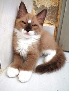a brown and white kitten sitting on the floor
