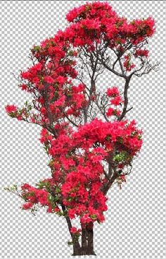 Decoration, Photo Art, Layout, Hoa, Bunga, Tree Psd, Plant, Png Photo, Background Images