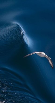 a seagull flying over the blue ocean water