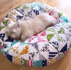 a small white dog laying on top of a quilt